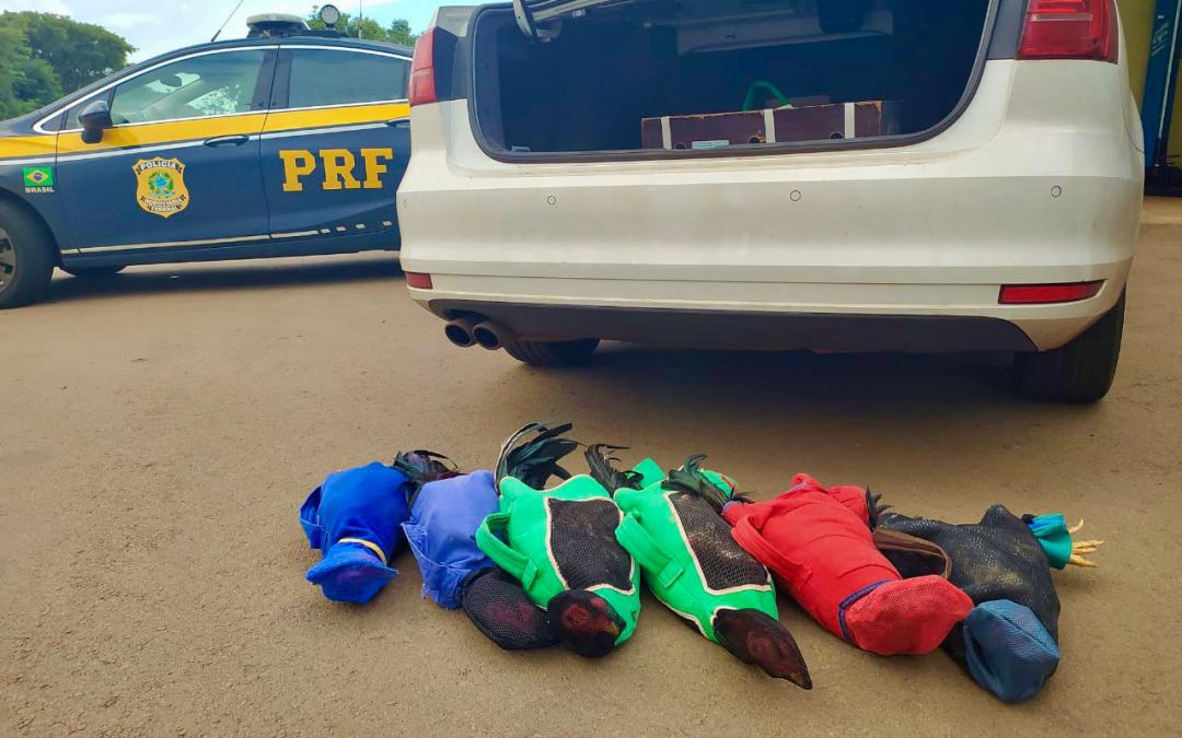 PREFEITO DE BOA VISTA DA APARECIDA É PRESO POR CRIME AMBIENTAL